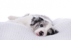 Hội chứng SARDS ở cún cưng: “Sen” cần biết điều gì?