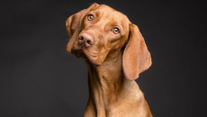 Giãn thực quản ở cún cưng được biểu hiện như thế nào?