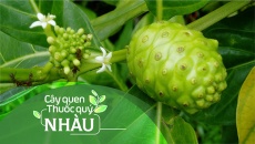 Cây quen, thuốc quý: Cây nhàu