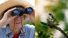 Ngắm chim: Liều thuốc tự nhiên chống lão hóa não