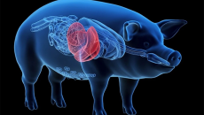 Gan lợn biến đổi gene: Giải pháp cho bệnh nhân suy gan chờ ghép tạng?