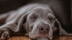 Giấc ngủ ảnh hưởng thế nào đến hành vi và tâm trạng của chó?