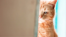 Mèo cưng có “khóc” khi buồn? 