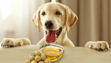 Cho cún cưng dùng dầu olive thế nào là đúng cách?