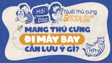 Mang thú cưng đi máy bay có được không, cần lưu ý gì?