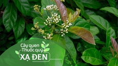 Cây quen, thuốc quý: Cây xạ đen
