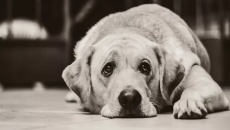 Dấu hiệu nhận biết suy giảm trí nhớ ở cún cưng