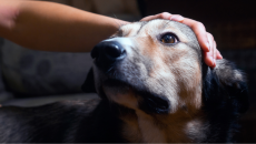 Những tín hiệu âm thầm cho thấy cún cưng đang bị đau