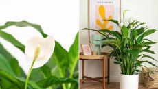 Loài cây quen thuộc giúp giảm ô nhiễm không khí