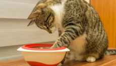 Mèo cưng nôn trớ, giảm cân, coi chừng giãn thực quản!