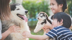 Quy tắc 3-3-3 cần biết trước khi nuôi chó