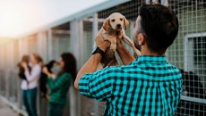 Nhận nuôi chó mèo: Trách nhiệm từ những câu hỏi nhỏ