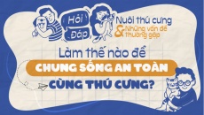 Làm thế nào để chung sống an toàn cùng thú cưng?