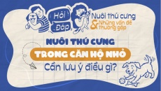 Nuôi thú cưng trong căn hộ nhỏ: Cần lưu ý điều gì?