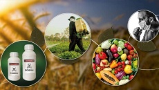 Thuốc trừ sâu có thể gây ra những ảnh hưởng gì tới sức khỏe?