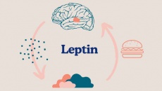 Phòng ngừa béo phì: Làm sao cải thiện tình trạng kháng leptin?