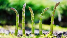 Lý do bạn nên thêm măng tây vào chế độ ăn 