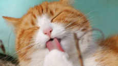 Cách mèo cưng làm mát cơ thể khi trời nóng