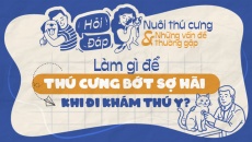 Nên làm gì để thú cưng bớt sợ hãi khi khám thú y?