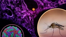 Dịch virus Tây sông Nile bùng phát ở Châu Âu, WHO cảnh báo