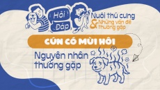 Vì sao cún cưng có mùi hôi khó chịu?
