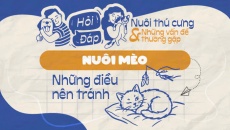 Những hành động nào có thể gây hại cho mèo?