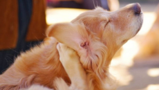 4 cách phòng ngừa ve cho thú cưng