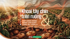 Khoai tây chín trên ruộng & Đợt nắng nóng đang càn quét Châu Âu, Châu Á
