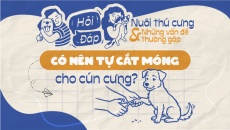 Có nên tự cắt móng cho cún cưng?