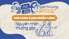 Cún cưng rụng lông nhiều: Một số nguyên nhân thường gặp