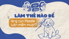 Làm thế nào để lông cún Poodle luôn mềm và không rối?