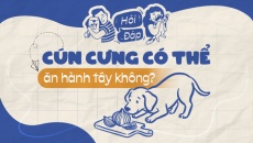 Cún cưng có thể ăn được hành tây không?