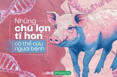 Những chú lợn tí hon có thể cứu người bệnh