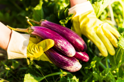 Cà tím tốt cho sức khỏe, nhưng cần lưu ý gì?