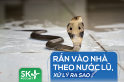 Podcast: Rắn vào nhà theo nước lũ, xử lý ra sao?