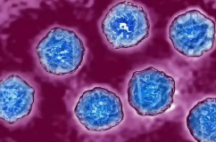 Đức: Phát hiện virus bại liệt hoang dã tái xuất sau hơn 30 năm 