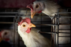 Mỹ ghi nhận ca nhiễm chủng cúm gia cầm chưa từng thấy ở người