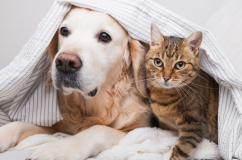 Những quan niệm sai lầm gây ảnh hưởng xấu tới thú cưng