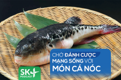 Podcast: Chớ đánh cược mạng sống với món cá nóc