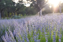 Run tay chân: Các thảo dược tốt cho hệ thần kinh