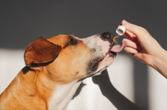 Cún cưng có cần sử dụng thực phẩm bổ sung không?