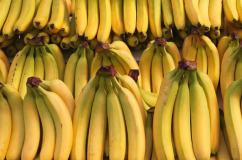 Độ chín của quả chuối tiết lộ điều gì về các lợi ích cho sức khoẻ?