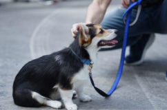 Nên cho cún cưng ăn trước hay đi dạo trước?