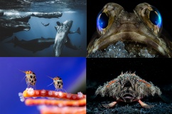 Ngắm ảnh 'đại dương sâu thẳm' đẹp nhất năm 2025