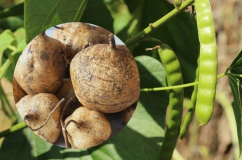 6 người nhập viện do ngộ độc sau ăn hạt củ đậu, Bộ Y tế vào cuộc điều tra