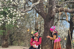 Infographic: Ngọc Chiến - Nậm Nghẹp mùa hoa sơn tra!