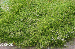 Mùi già - hương Tết cuối năm!