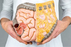 6 dưỡng chất giúp kiểm soát mỡ nội tạng