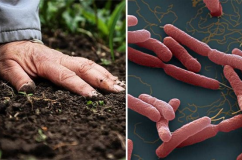 Căn bệnh khiến 23 người tử vong ở Thái Lan, Bộ Y tế ra khuyến cáo khẩn