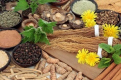 Thảo dược adaptogen hỗ trợ cơ thể ứng phó với căng thẳng